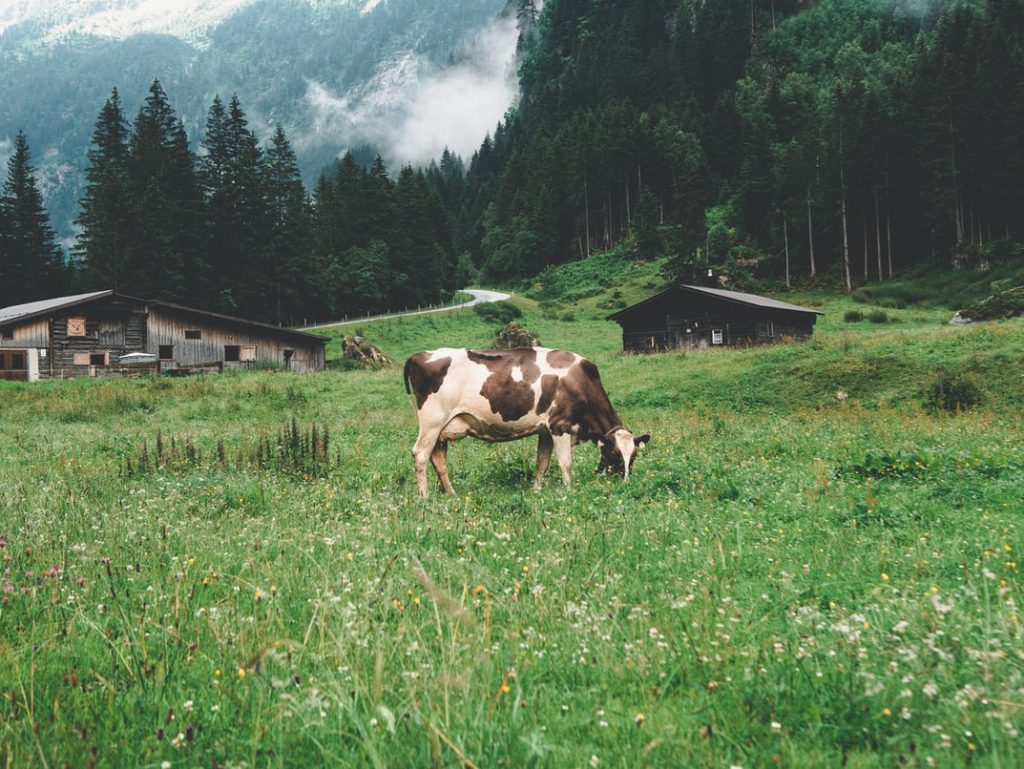 Off Grid Farm Livestock