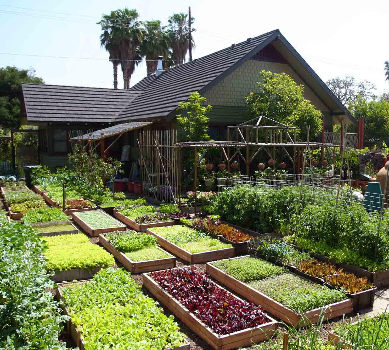 The Urban Homestead